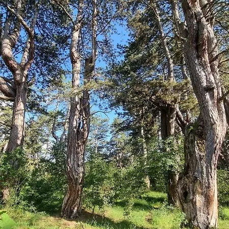 A Pine Vikendica U Srcu Zapadne Srbije