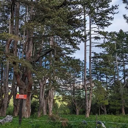 A Pine Vikendica U Srcu Zapadne Srbije *