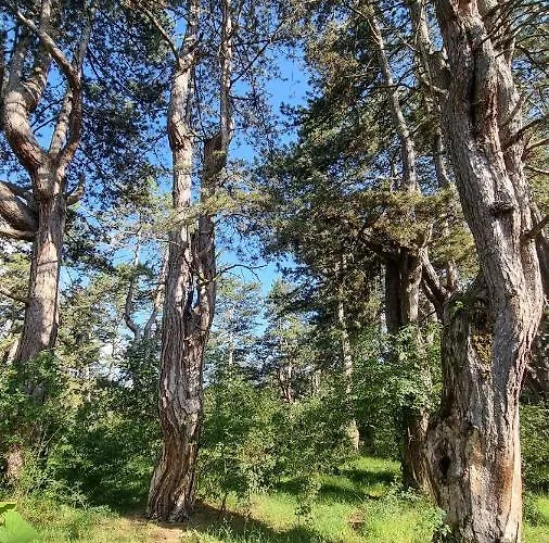 A Pine Vikendica U Srcu Zapadne Srbije