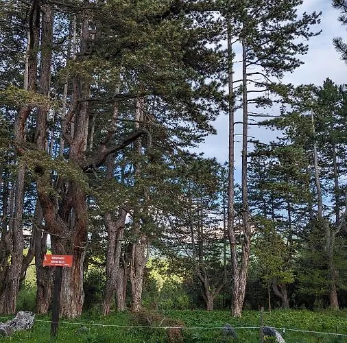 A Pine Vikendica U Srcu Zapadne Srbije *